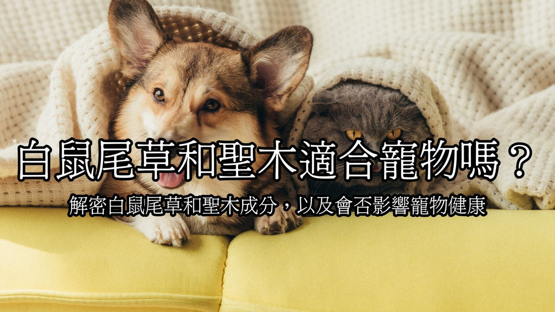 Unveiling the Safety of White Sage and Palo Santo for Pets
