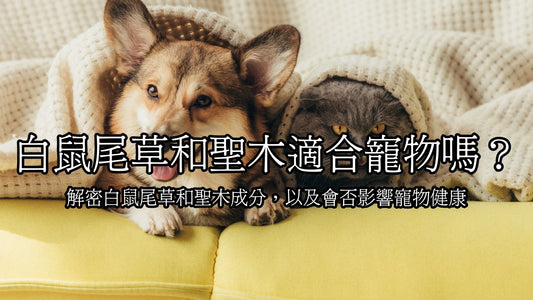 Unveiling the Safety of White Sage and Palo Santo for Pets